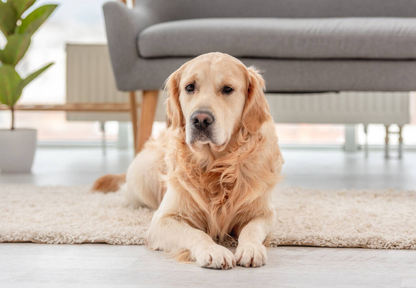 Golden retriever dog indoor - Valokuva, kuva