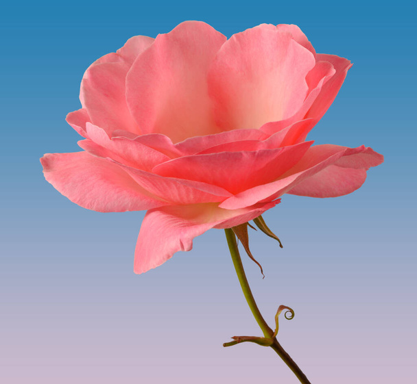 Rosa rosa flor (familia de las rosáceas) aislado con fondo de relleno de gradiente - Foto, imagen