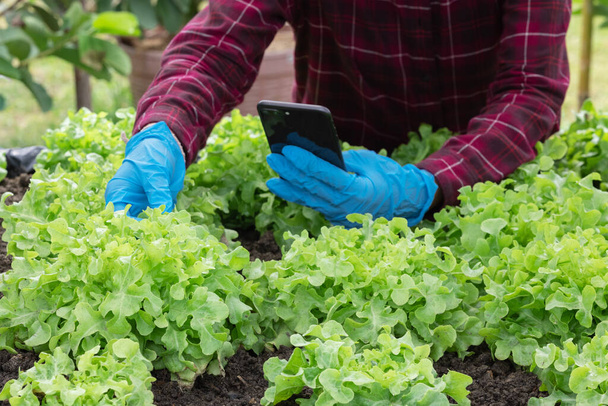 Καλλιεργητής φύτευση νεαρή πράσινη σαλάτα βελανιδιάς Μαρούλι στον κήπο λαχανικών και δείχνει στον πελάτη στο κινητό.Έξυπνοι αγρότες παρακολουθούν την ανάπτυξη των φυτών για να συμβαδίσει με τις ανάγκες των πελατών. - Φωτογραφία, εικόνα