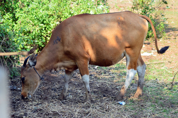 bruine buffel op zoek naar voedsel foto - Foto, afbeelding