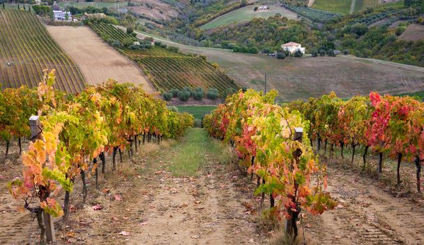 Виноградники и винодельня в долине, сельское хозяйство и виноградарство - Фото, изображение