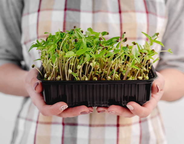 Organic microgreen growings - Fotografie, Obrázek