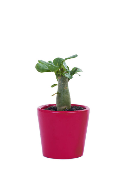 egy miniatűr adénium obesum növény rózsaszín kerámia növény pot fehér alapon - Fotó, kép