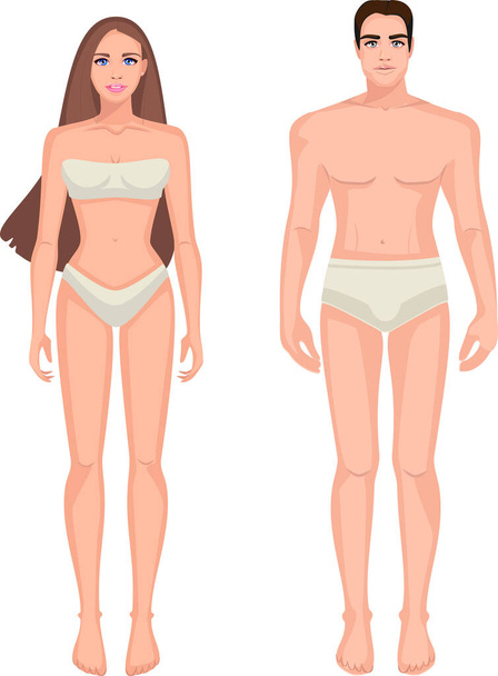 Diagram of the male and female body - Vetor, Imagem