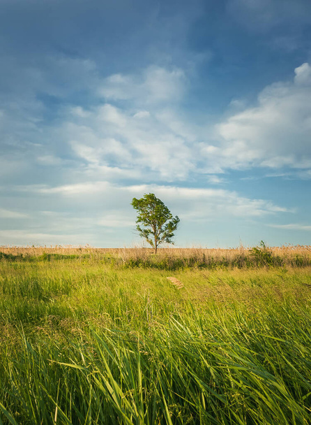 Γραφικό καλοκαιρινό τοπίο με ένα μοναχικό δέντρο στο χωράφι που περιβάλλεται από καλαμωτή βλάστηση. 'δεια γη, ειδυλλιακή αγροτική φύση. Εποχιακή ομορφιά της υπαίθρου - Φωτογραφία, εικόνα