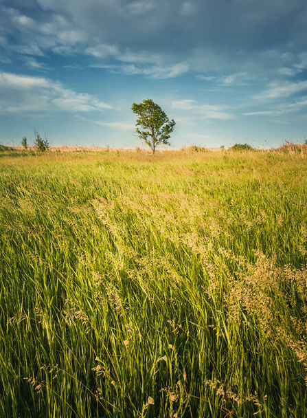 Malowniczy letni krajobraz z samotnym drzewem na polu otoczonym trzciną i lisią roślinnością bromową. Puste tętniące życiem tereny, sielankowa scena wiejskiej przyrody. Sezonowe piękno wsi, ujęcie pionowe - Zdjęcie, obraz