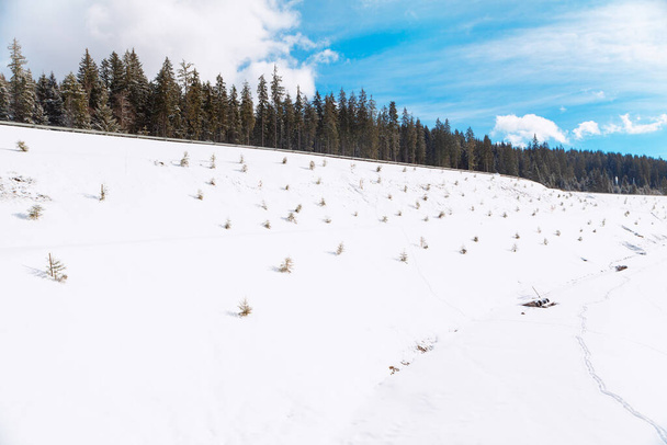 Fir Trees on the Snowy Hill . Coniferous Forest in the Winter  - Φωτογραφία, εικόνα