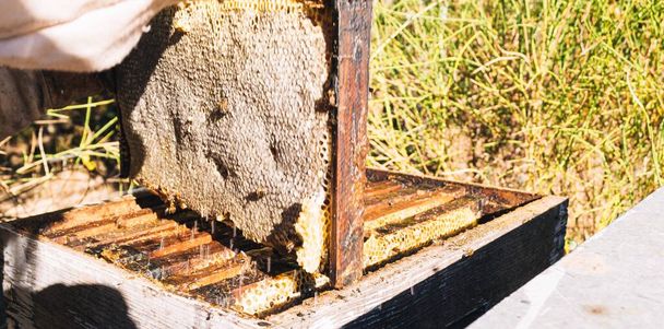Yksityiskohta mehiläiskennosta, jossa mehiläiset ovat pesän päällä ja jossa on kuusikulmaiset ja suljetut solut hunajan ja vahan sisältämiseksi hyönteisten ruokavarastona talvella. - Valokuva, kuva