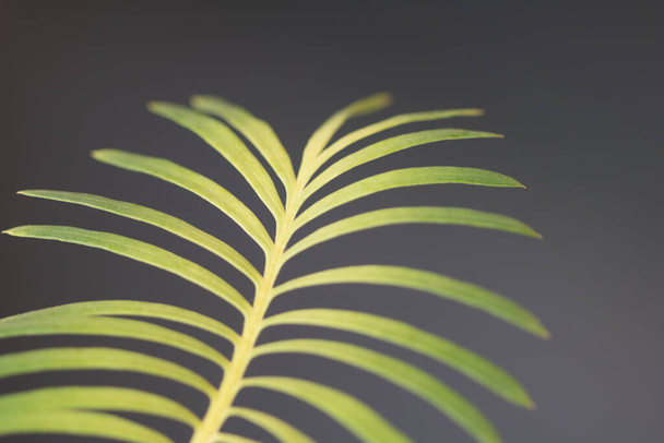 Lähikuva Sago palmu lehdet tausta puutarhassa - Valokuva, kuva