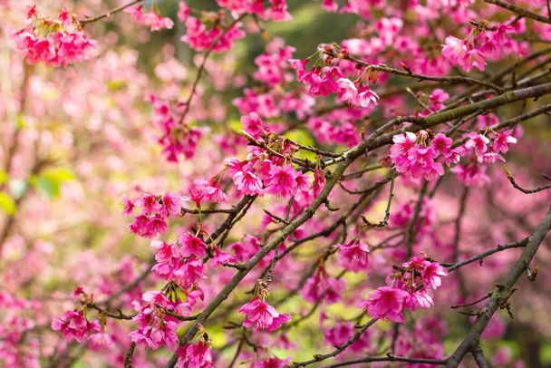 Hermosa primavera flor de cerezo sakura en primavera. Profundidad superficial del fondo de pantalla de campo - Foto, imagen