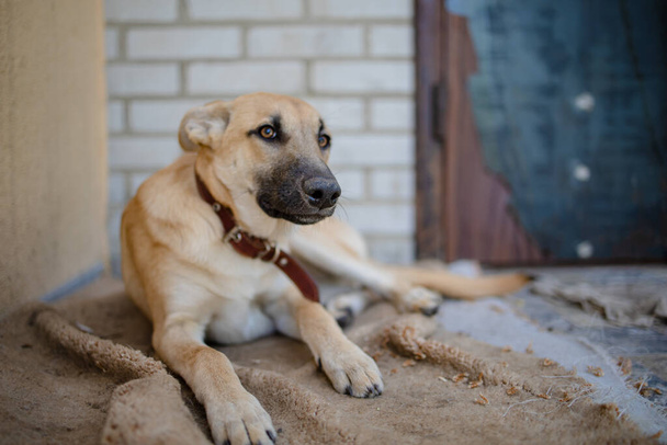 Abrigo Dog Sad Adote. Cão sem-teto no abrigo - Foto, Imagem