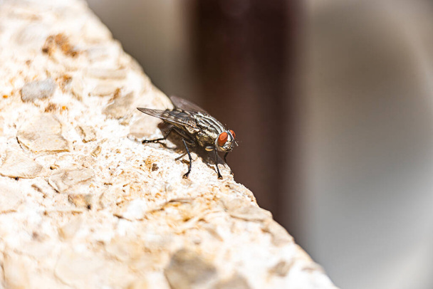 Macro close-up de mosca em uma pedra, o conceito representa a área não é limpo - Foto, Imagem