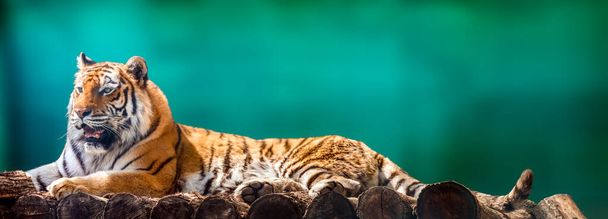 Tigre siberiano o Amur con rayas negras tumbado en la cubierta de madera. Retrato de gran tamaño. Vista cercana con fondo borroso verde. Animales salvajes mirando, gato grande - Foto, imagen