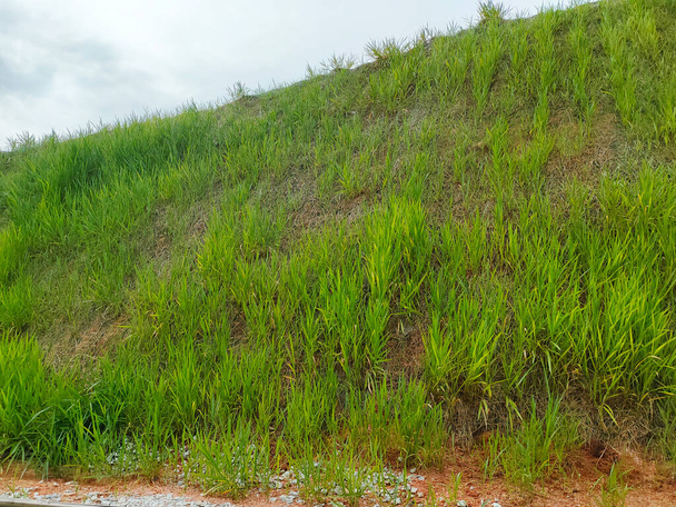 Постоянная защита склона естественной травой методом гидросемени. Трава, используемая для стабилизации структуры склона и предотвращения эрозии склона. Эффективное и меньшее обслуживание.  - Фото, изображение