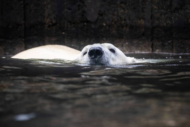 Big male of polar bear swimming in water - Photo, image