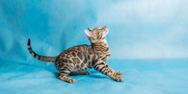 Молодой бенгальский котенок присел низко, смотрит вверх и готовится к прыжку на голубом фоне - Фото, изображение