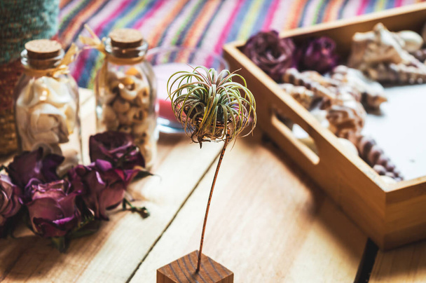 An image of a little air plant on a wooden table surrounded by dried roses bottles and a tray with shells. - Fotografie, Obrázek