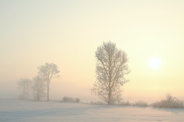 Frosted trees in the field on a foggy winter morning. - Fotografie, Obrázek