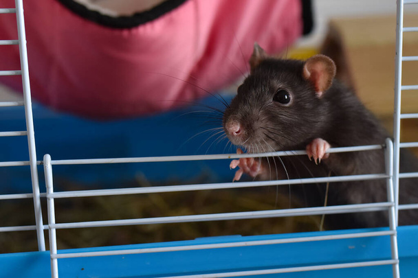 rat pet agouti dumbo in a cage - Fotoğraf, Görsel