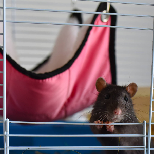 rat pet agouti dumbo in a cage - 写真・画像