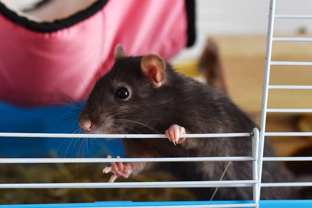 rat pet agouti dumbo in a cage - Fotó, kép