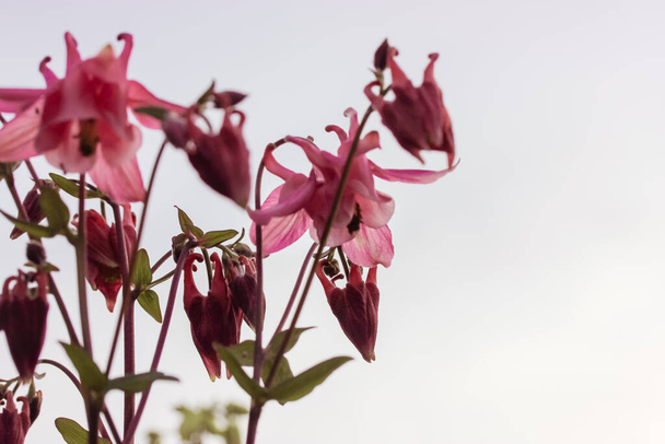 Eine blühende rosa Aquilegia vulgaris im Frühling. Ein Strauß von Akelei schönen Glockenblumen auf weißem Hintergrund mit Kopierraum. Zierpflanzen im Garten. Blumenladen-Lieferung. - Foto, Bild