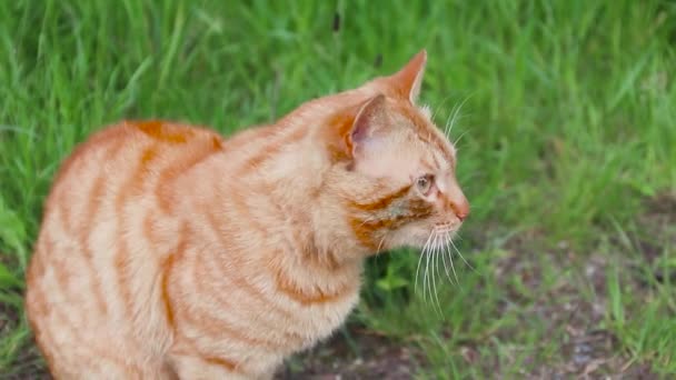 Adorable adulto rojo tabby gato lamiendo sus labios - Metraje, vídeo