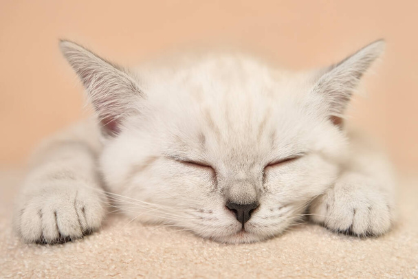 Schattig slapend biege kitten op de perzik achtergrond. Sluit maar af. Zachte focus. - Foto, afbeelding
