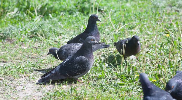 Pigeons graze in the green grass on a sunny day in summer - Фото, изображение
