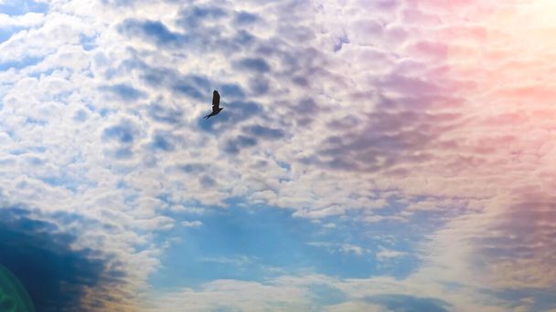 Clouds and Bird Silhouette. Abstract wildlife. Sunny day. Space for text - Photo, Image