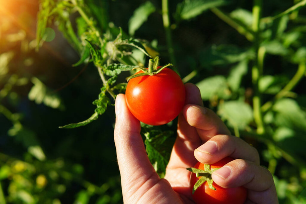 Сбор помидоров черри в руках фермера. Человек держит органические зеленые натуральные здоровую пищу - Фото, изображение
