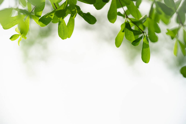 Beautiful nature view green leaf on white sky background and bokeh under sunlight with copy space using as background natural plants landscape, ecology wallpaper concept. - Φωτογραφία, εικόνα