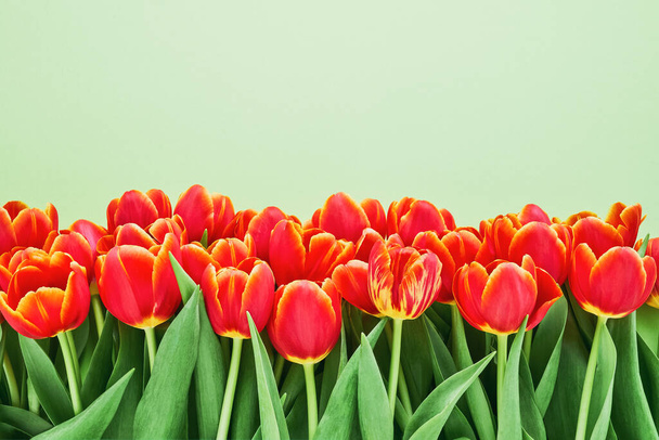 Bright red tulips on light green background. Valentines Day, Mothers Day, Birthday celebration concept.Flat lay, copy space for text - Foto, immagini