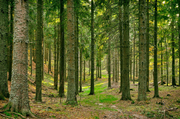 Forest in the Carpathian mountains - Fotografie, Obrázek