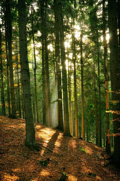 Wald in den Karpaten - Foto, Bild