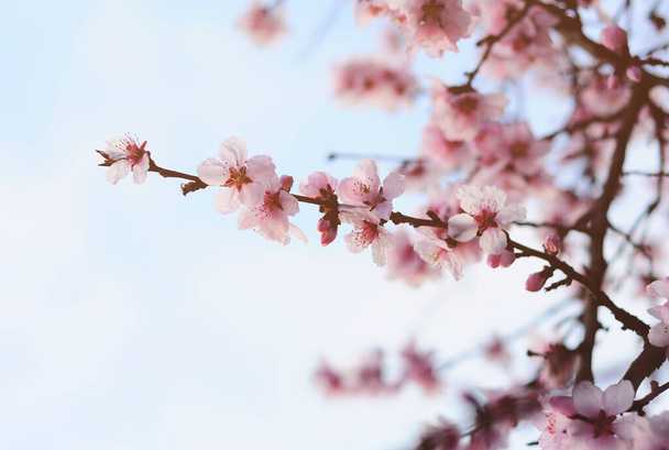 Pink flowers in the spring. - Zdjęcie, obraz