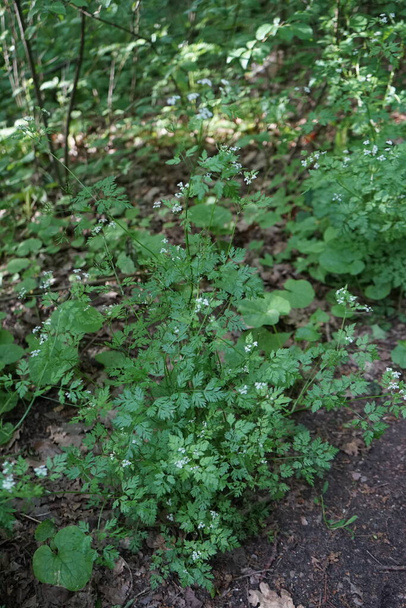 Anthriscus sylvestris, cow parsley, wild chervil, wild beaked parsley, or keck, is a herbaceous biennial or short-lived perennial plant in the family Apiaceae, Umbelliferae, genus Anthriscus. Berlin, Germany - Photo, Image