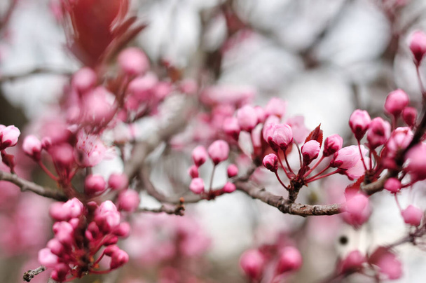 Pink flowers in the spring. - Fotoğraf, Görsel