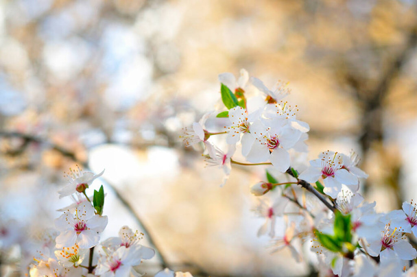 Fehér virágok tavasszal - Fotó, kép