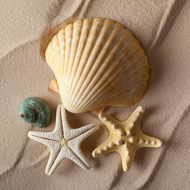 Shells on beach - Foto, afbeelding