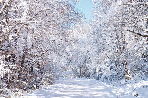 Route hivernale panoramique à travers la forêt couverte de neige après les chutes de neige - Photo, image