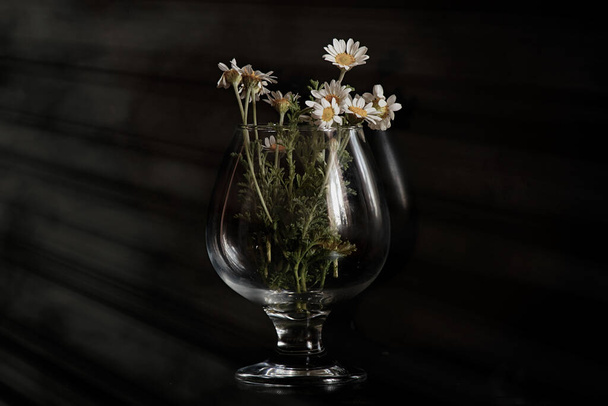 fleurs de camomille sur fond noir en vazi - Photo, image