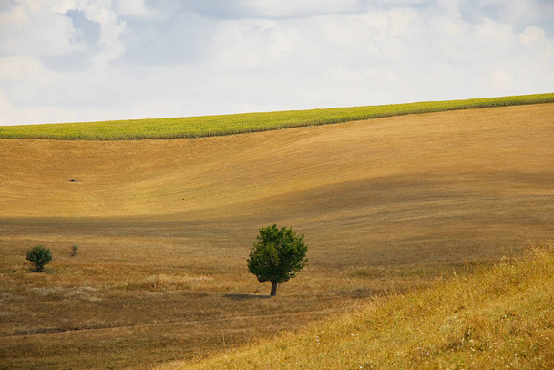 a green tree stands in a field in a beam against a background of yellow dry grass and clouds in the sky in Ukraine - Photo, Image