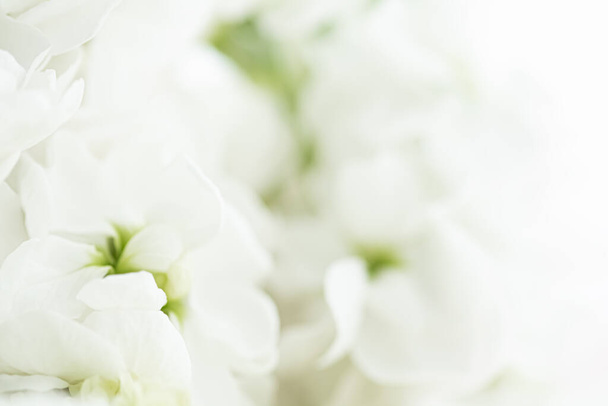 Flores en jardín, belleza floral y fondo botánico para invitación de boda y tarjeta de felicitación, naturaleza y concepto de medio ambiente - Foto, Imagen
