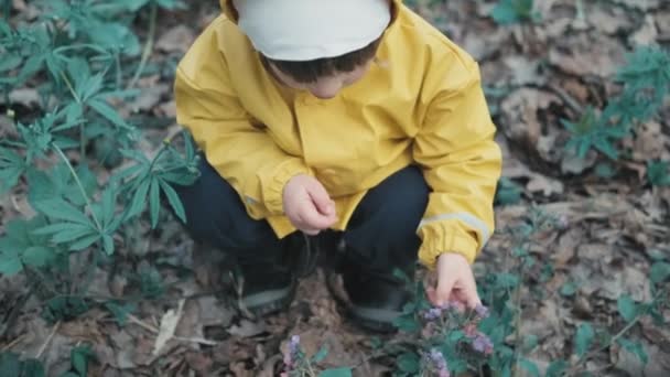 Дитина в жовтому пальто з капюшоном і білий капелюх збирає квіти в лісі
 - Кадри, відео
