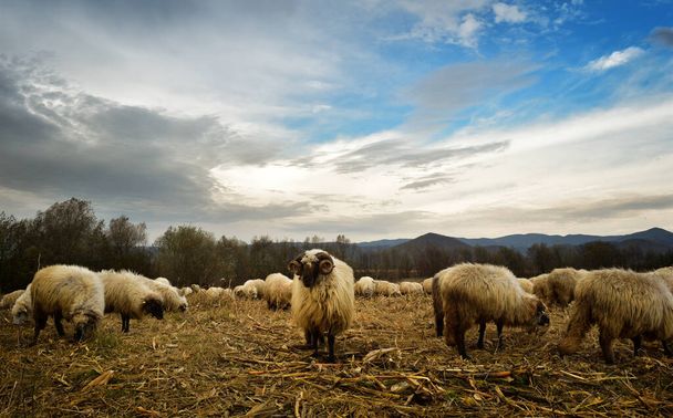 Стадо овец, пасущихся на холме и барана, смотрящих на фотогр - Фото, изображение