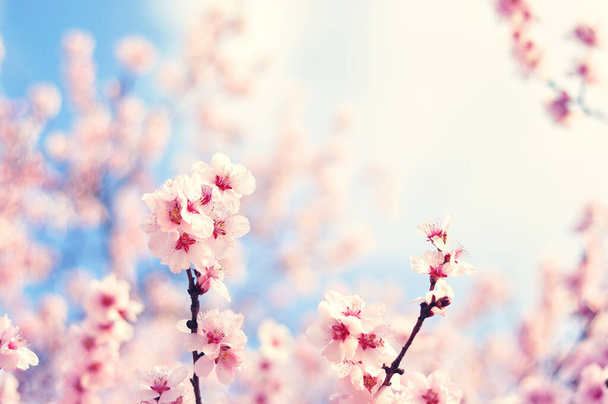 Rózsaszín virágok tavasszal - Fotó, kép