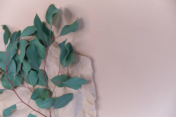 cartão de saudação mockup. Eucalyptus populus ramo em um fundo bege. diferentes texturas de papelparabéns. Convite. lugar para texto. deitado plano - Foto, Imagem