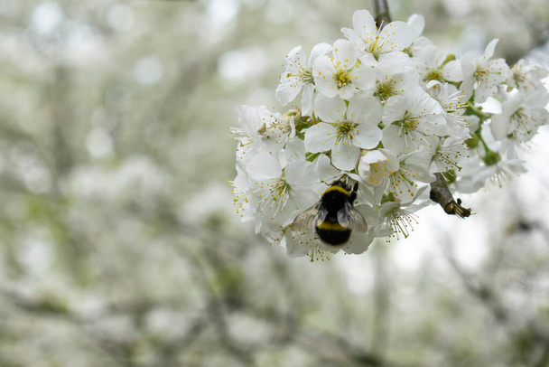 El tema principal está fuera de foco, abeja en flor blanca primer plano primavera verano flor jardín bosque miel - Foto, Imagen