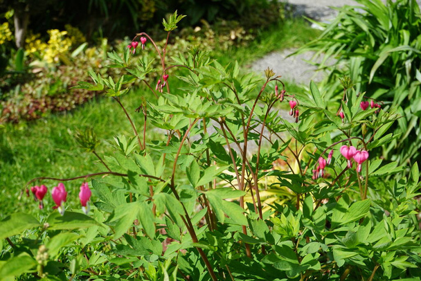 5月にはディセントラの光景を開花させる。Dicentraは、出血心として知られており、奇妙な形の花と細かく分割された葉を持つ草本植物です。ドイツ・ベルリン  - 写真・画像